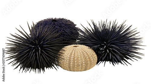 Foto Three sea urchins, two dark spiky and one light textured shell