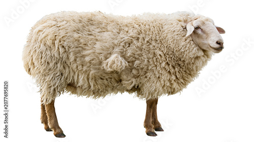 Foto Fluffy woolly sheep standing profile view