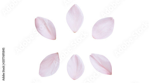 Photography Pink Cherry Blossom Petals Scattered