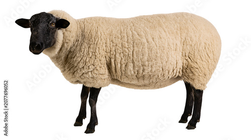 Photos Sheep with black face and legs, fluffy wool