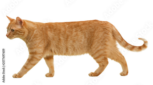 Konstfotografi Ginger tabby cat walking profile view