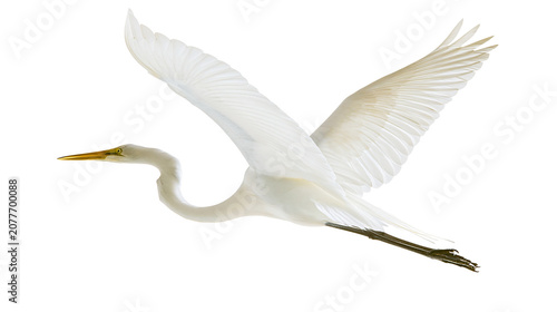 Tableau sur toile Great Egret bird flying with wings spread wide