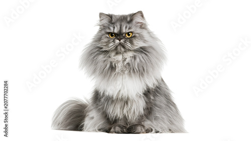 Tablou pe pânză Fluffy grey Persian cat with yellow eyes sitting