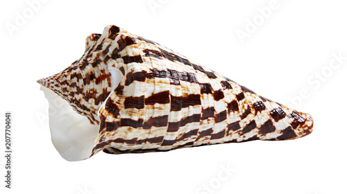 Obraz na płótnie Cone shell with brown and white checkered pattern