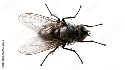 Fotografía Detailed macro view of a common housefly with translucent wings and hairy legs