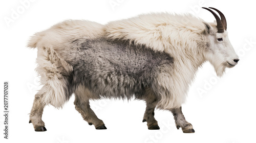 Fotografie Mountain goat with thick white and grey fur and curved horns