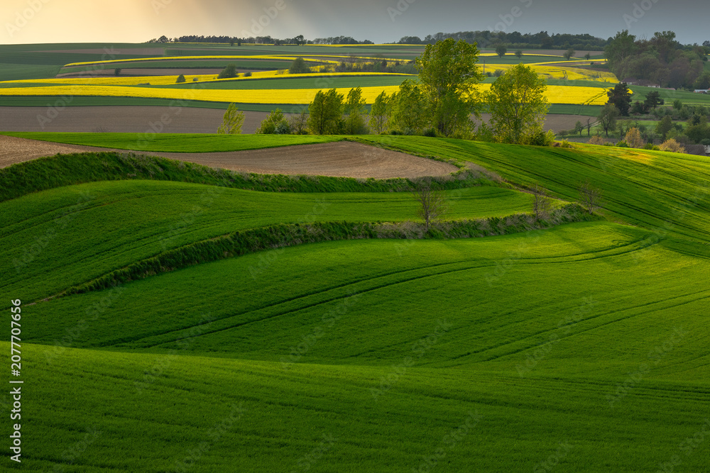 Fototapeta premium Picturesque rolling fields of the Opole region in spring. Vibrant yellow rapeseed blooming alongside lush green crops in a stunning rural landscape.