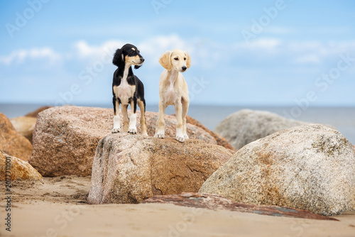 two saluki puppies posing on a rock at the beach in summer