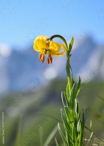 Lilium pyrenaicum (Pyrenean Lily, Yellow Turk's-cap Lily, Yellow Martagon Lily)