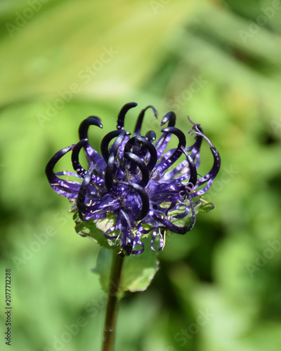 Round-Headed Rampion Blooming in the Prokletije Mountains
