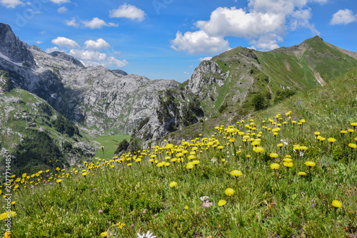 Yellow flowers in the mountains of Prokletije
