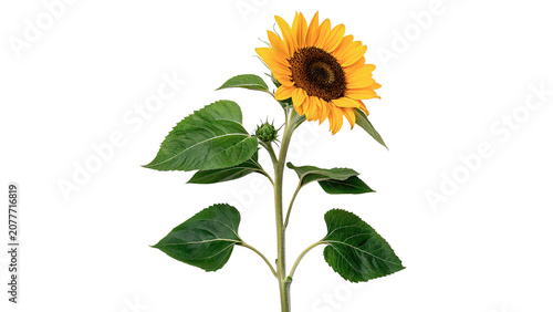 Tableau sur toile Beautiful bright yellow sunflower on a green stem with leaves isolated on transp