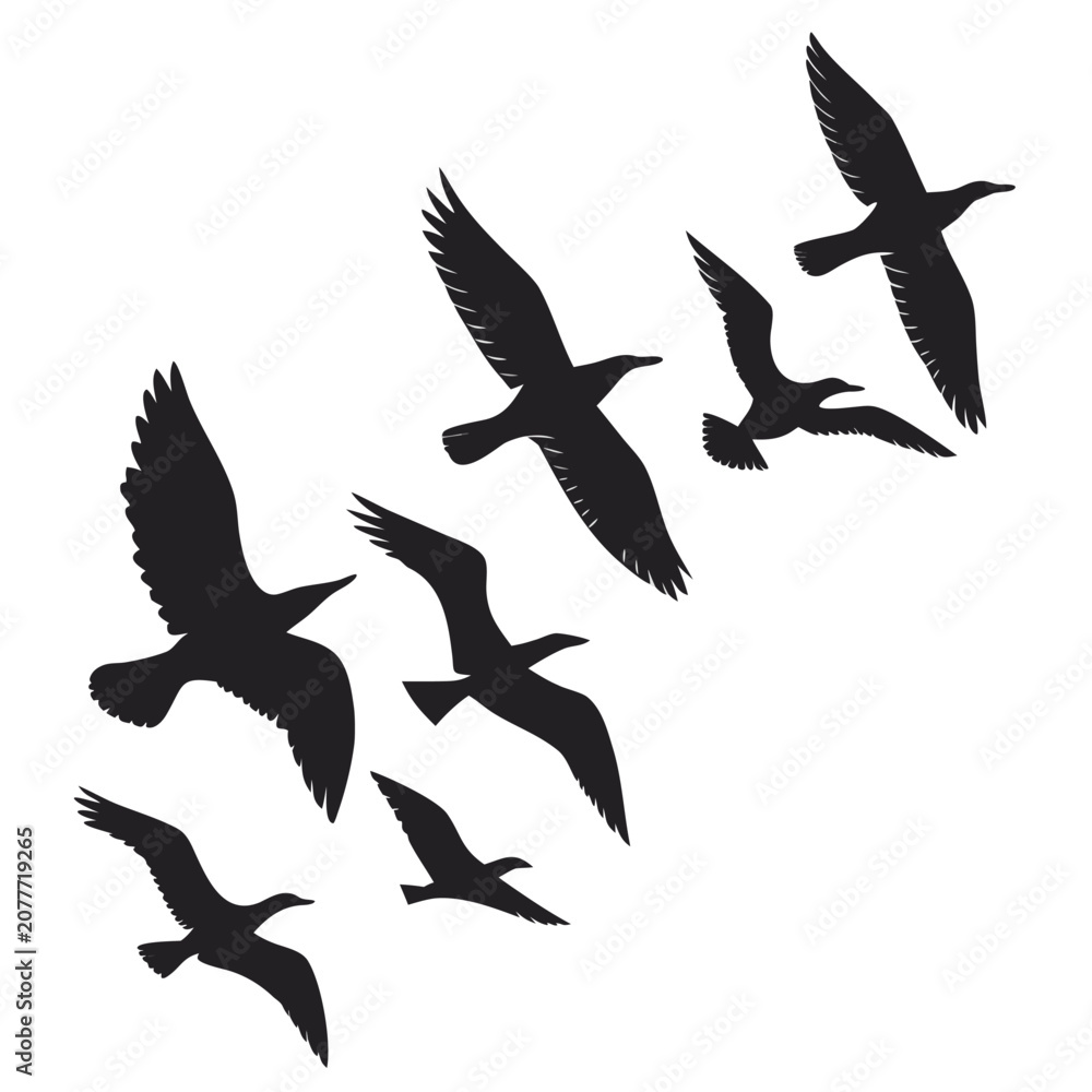 Fototapeta premium silhouettes of birds