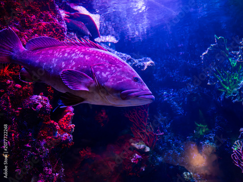 Фотография Dusky grouper (Epinephelus marginatus) in marine aquarium scene