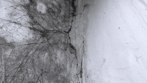 Obraz na plátně Black and white cracked wall corner with dry plant roots, peeling plaster, and rough abandoned surface texture