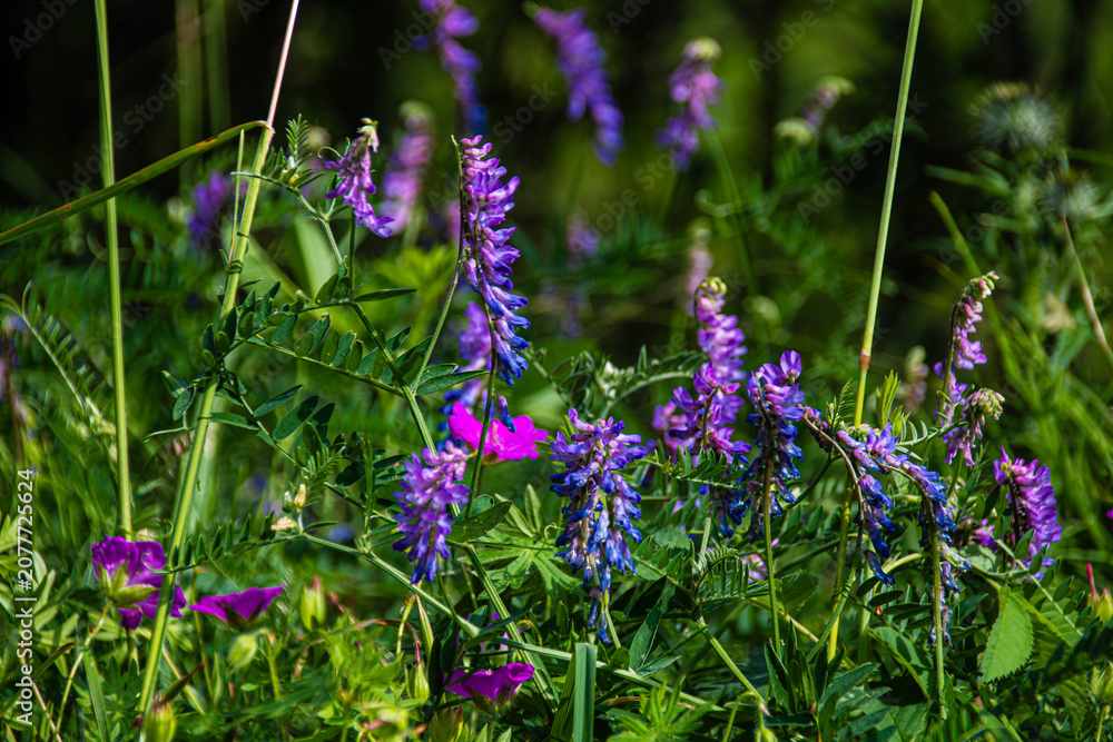 Obraz premium purple flowers in the garden