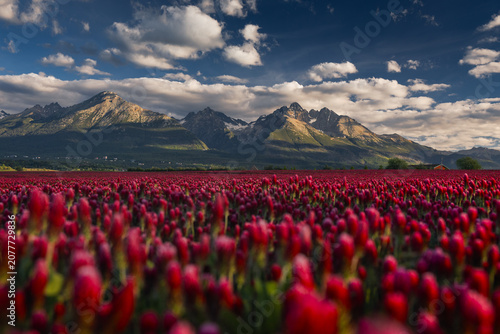 Cuadro en lienzo Blooming wild clover flowers in a lush green meadow with the majestic Tatra Mountains in the background
