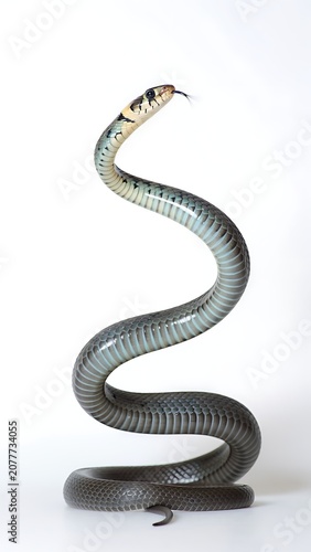 Coiled Snake with Tongue Out.