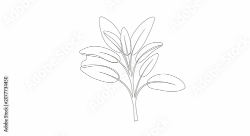 Fotografie Simple line drawing of a small branch with elongated leaves.