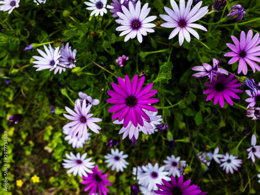 Obraz premium Wildflowers blooming in summer landscape