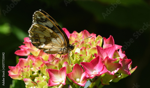 Marbled White Butterfly on Red Hydranger Flower
