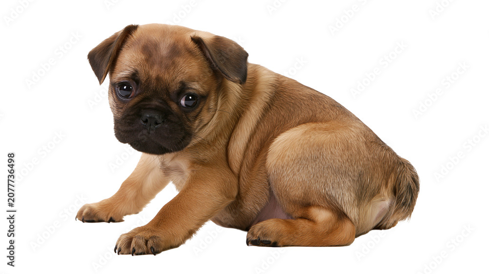 Obraz premium Puggle puppy dog with fawn coat and black muzzle sitting