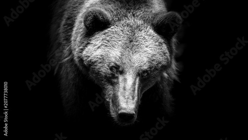 Obraz na płótnie ours brun n&b