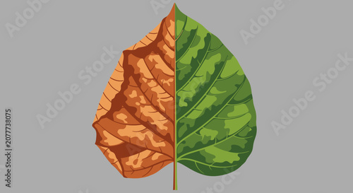 A single leaf showing a split between green summer and brown autumn colors