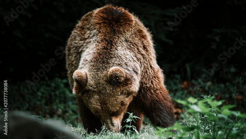 Cuadro en lienzo ours brun feuilles