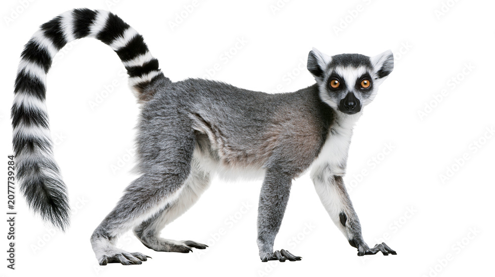 Obraz premium Ring-tailed lemur with distinctive black and white striped tail