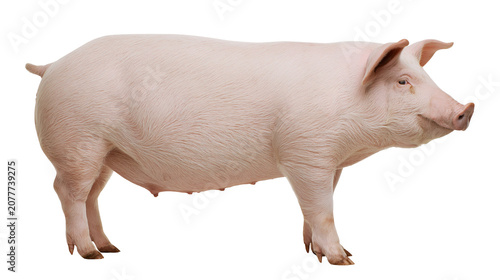 Canvastavla Large pink pig standing profile view