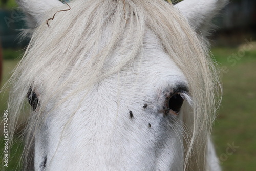 Фотография Primer plano macro de la mirada y el tupe de un caballo blanco