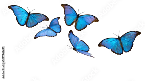 Fototapeta na wymiar Five blue morpho butterflies in flight