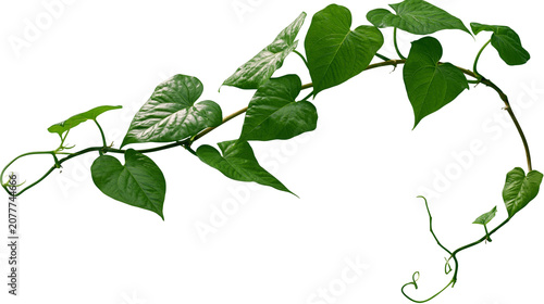 Foto Green vine with heart-shaped leaves and tendrils