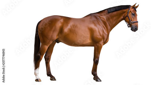 Canvastavla Brown horse with bridle standing