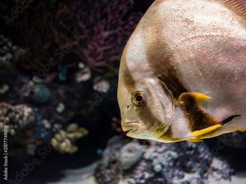 Schilderij op canvas Exotic pinnate batfish swimming in aquarium tank