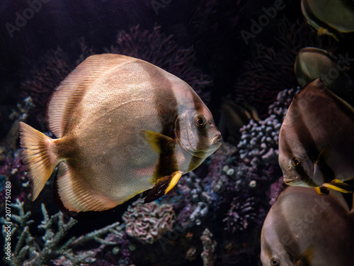 фотографія Exotic pinnate batfish swimming in aquarium tank
