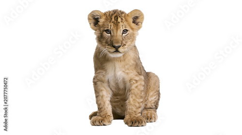 Foto Young lion cub sitting and looking forward