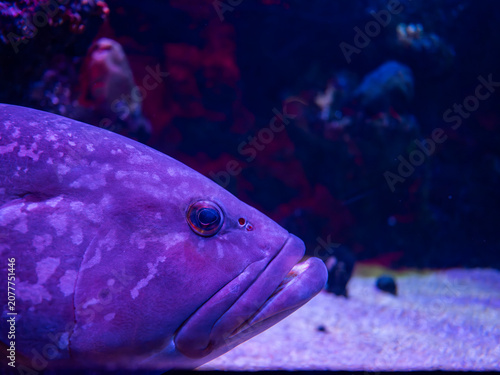 фотографія Dusky grouper (Epinephelus marginatus) in marine aquarium scene