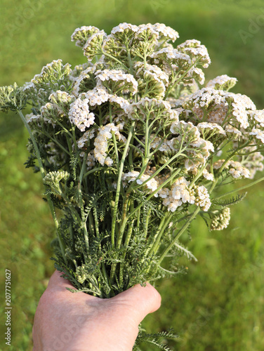 Hand Holding Bunch of White Yarrow Flowers