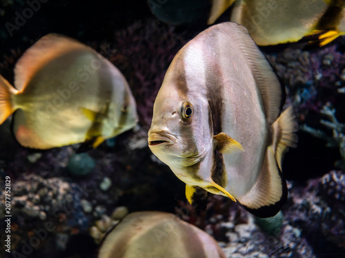 Billede på lærred Exotic pinnate batfish swimming in aquarium tank