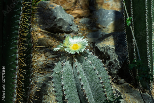 one of the many plants in bloom that can be viewed at the Albuquerque Botanical Gardens in New Mexico