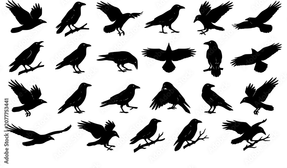 Fototapeta premium Realistic Black Crow and Raven Silhouette Vector Wildlife Clipart Collection