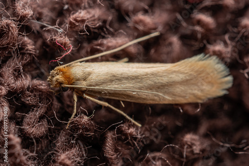 Macro Photo of Common Clothes Moth. Tineola Bisselliella Insect Parasite and Household Pest Infestation on Knitted Fabric