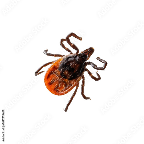 Infectious Encephalitis Ixodes Scapularis or Persulcatus Deer Tick Insect Isolated on White. Encephalitis Virus or Lyme Borreliosis Disease Infected Ixodes Tick Arachnid Parasite Macro.