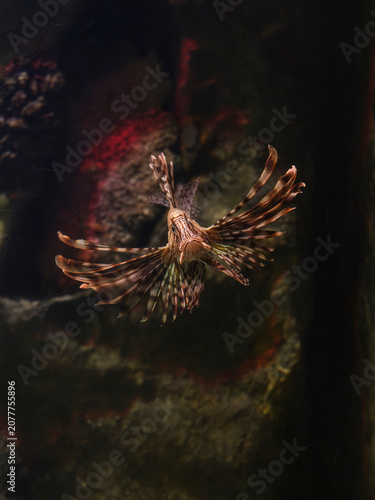 Fotografie Dangerous lionfish in underwater aquarium display