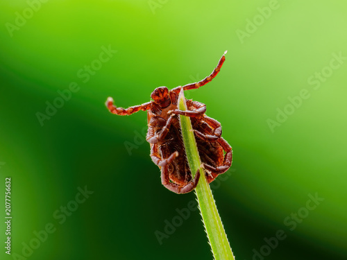 Encephalitis Tick Insect Crawling on Grass. Lyme Borreliosis Disease, Encephalitis, DTV or Powassan Virus Infectious Dermacentor Tick Arachnid Parasite Macro.