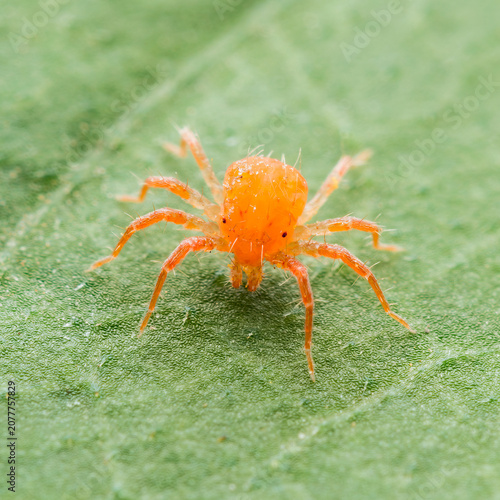 Anystis Baccarum Mite or Whirligig Red Velvet Mite Arachnid Predator Tick Isolated on Green Leaf
