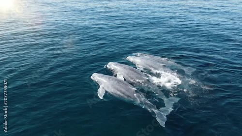 Aerial view of beluga whales swimming in deep blue ocean water, pod of arctic marine mammals migrating in open sea, angle nature cinematic