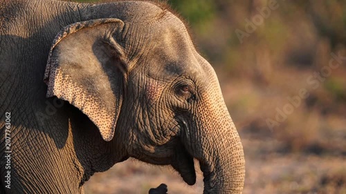 Close-up portrait of an asian elephant moving its trunk in the wild, wildlife nature scene, detailed animal skin texture and intelligent eye